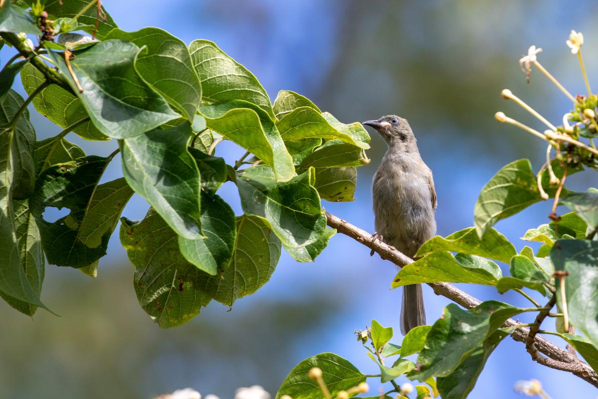 White-gaped honeyeater (Stomiopera unicolor)