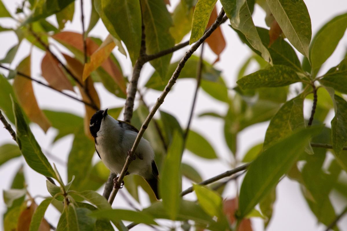 White-throated honeyeater (Melithreptus albogularis)