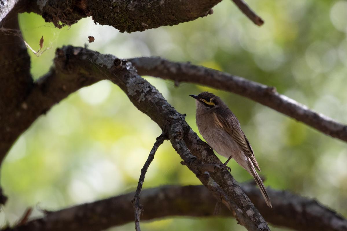 Yellow-faced Honeyeater (Lichenostomus chrysops)