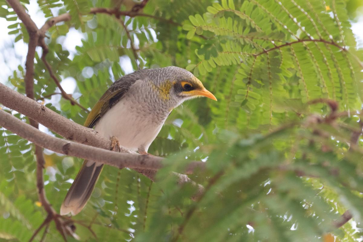 Yellow-throated Miner (Manorina flavigula)