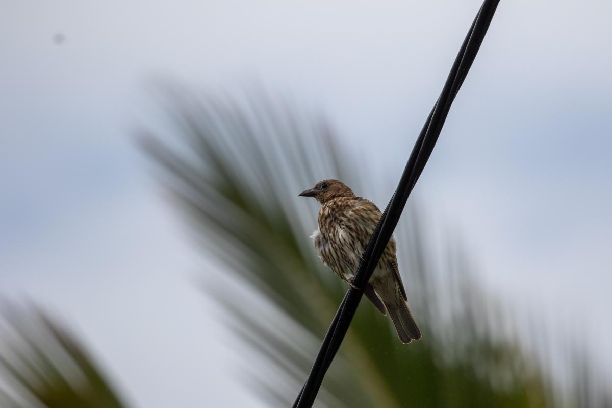 Australasian Figbird (Sphecotheres vieilloti)