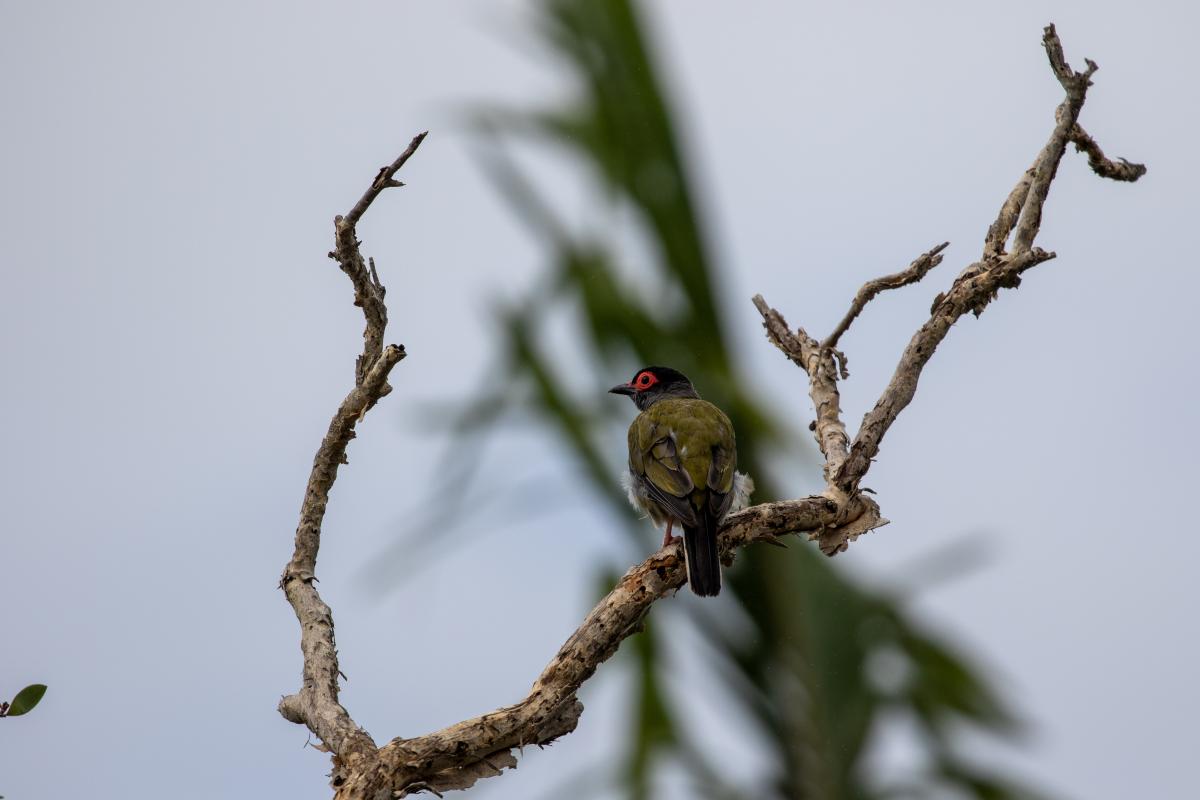 Australasian Figbird (Sphecotheres vieilloti)