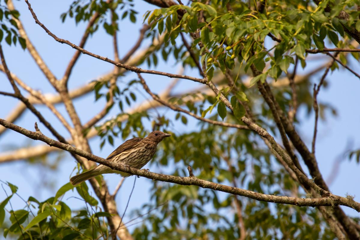 Australasian Figbird (Sphecotheres vieilloti)