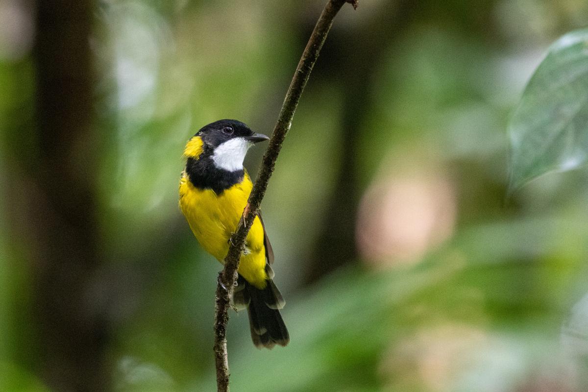 Australian Golden Whistler (Pachycephala pectoralis)