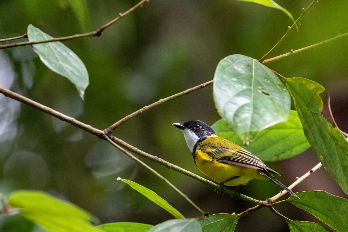 Australian Golden Whistler (Pachycephala pectoralis)