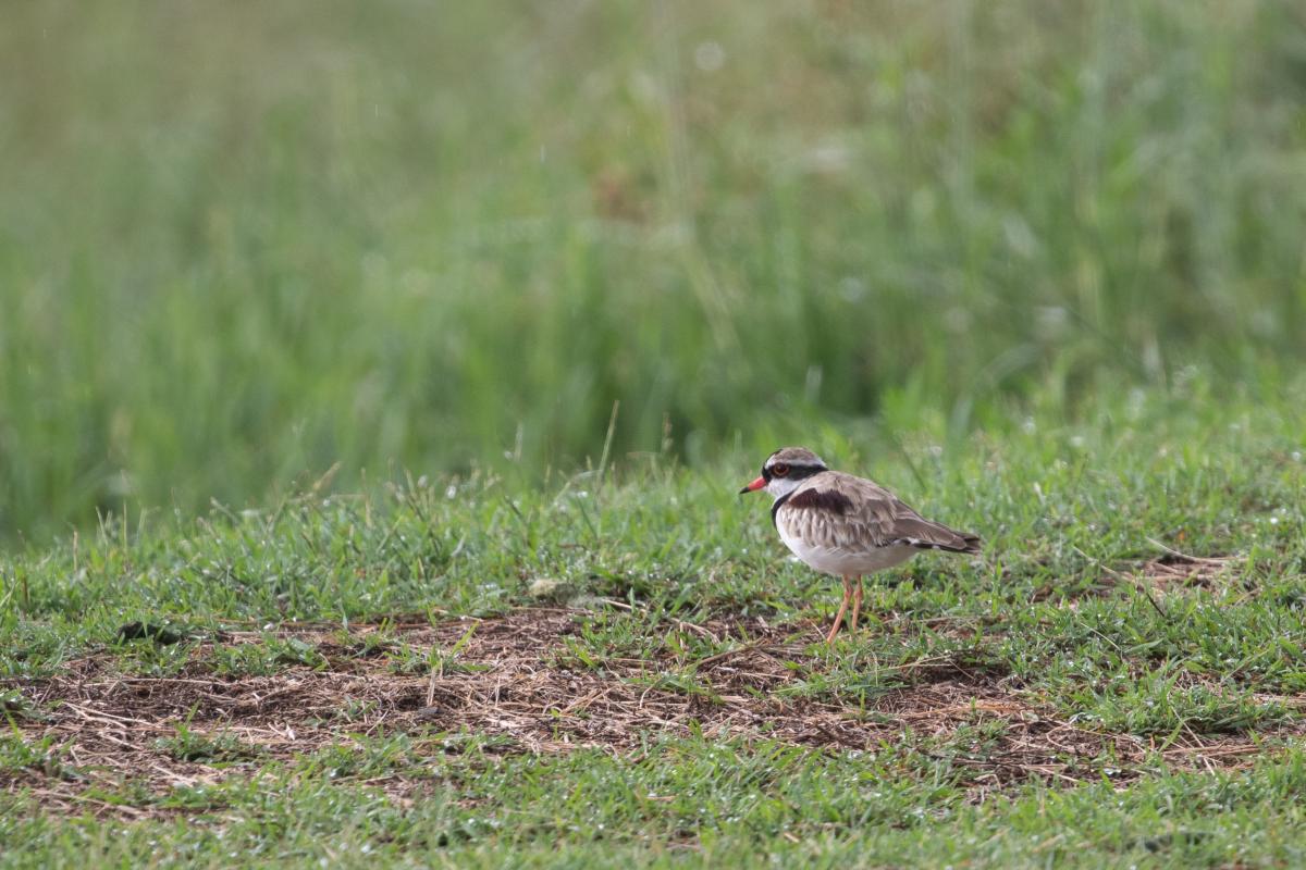 Black-fronted Dotterel (Elseyornis melanops)