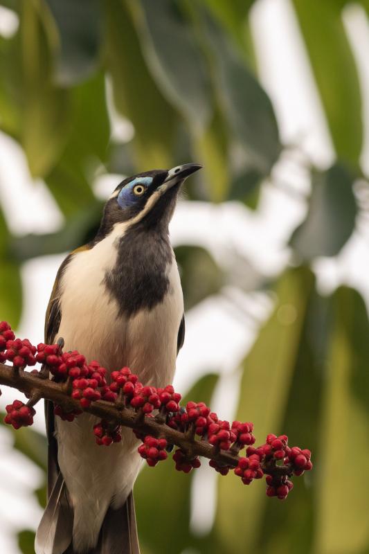 Blue-faced Honeyeater (Entomyzon cyanotis)