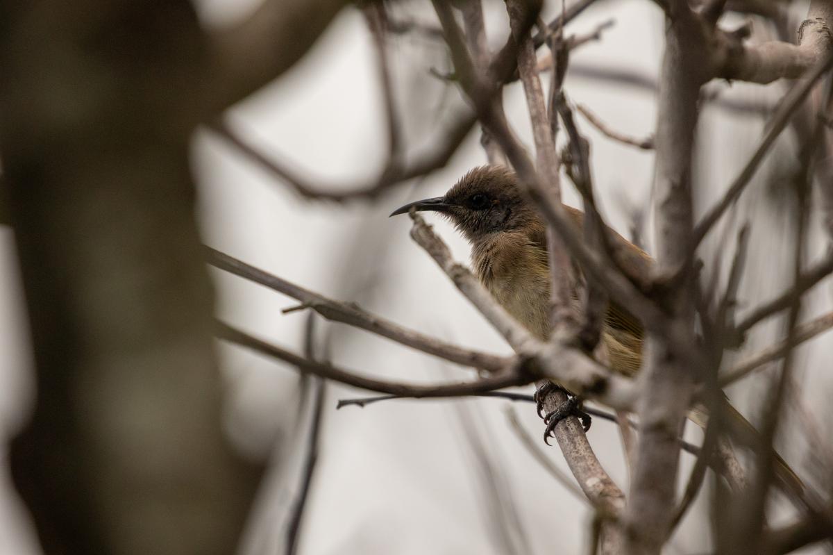 Brown honeyeater (Lichmera indistincta)