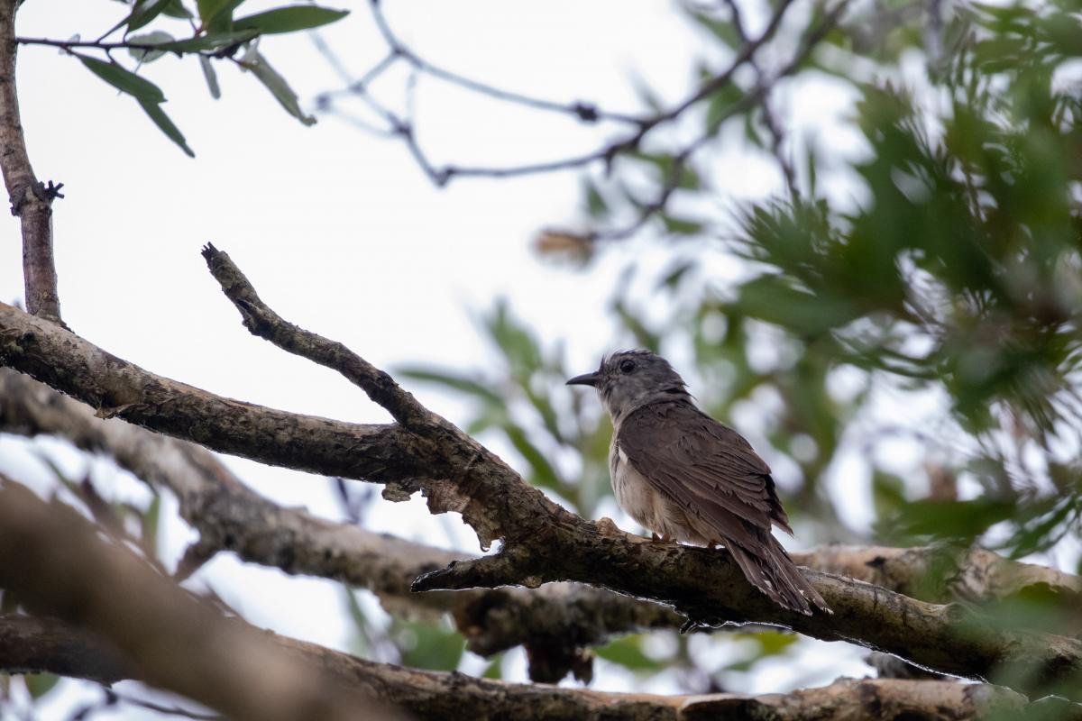 Brush cuckoo (Cacomantis variolosus)