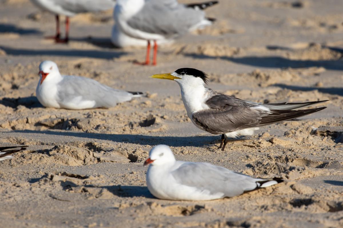 Greater Crested Tern (Thalasseus bergii)