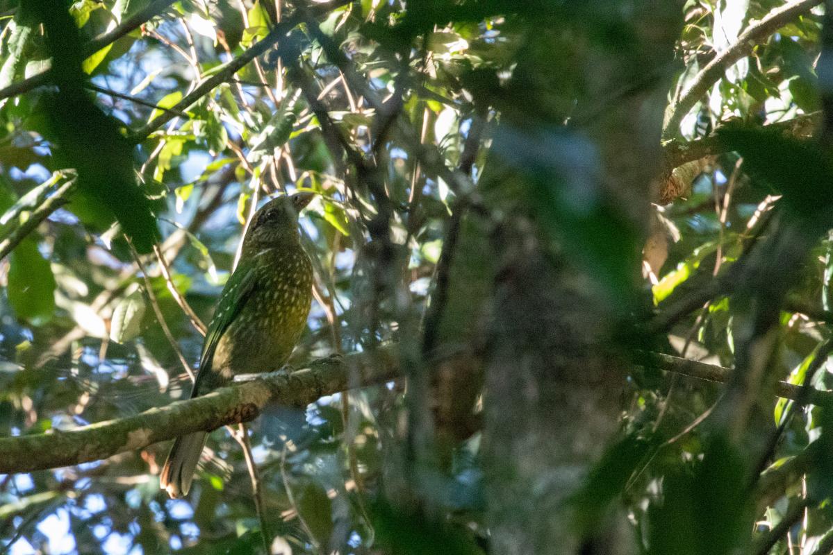 Green catbird (Ailuroedus crassirostris)