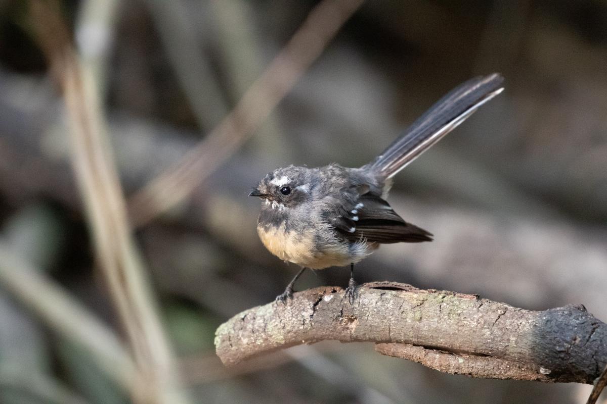 Grey Fantail (Rhipidura albiscapa)