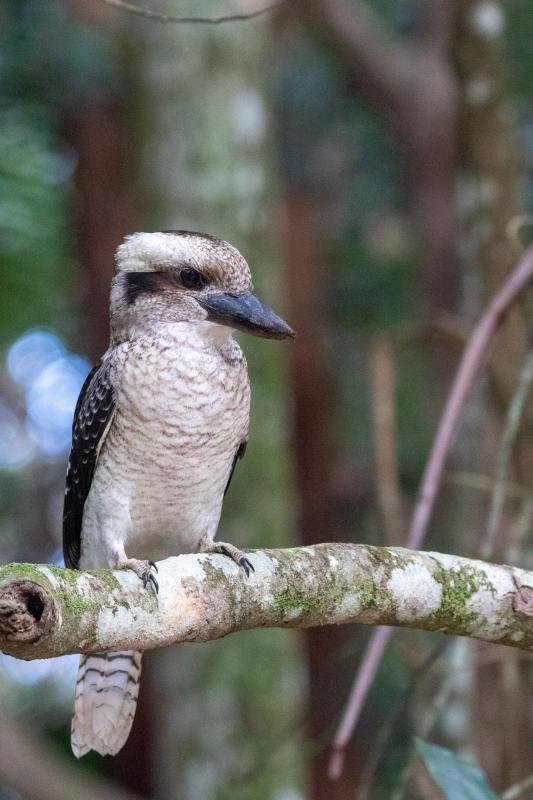 Laughing Kookaburra (Dacelo novaeguineae)