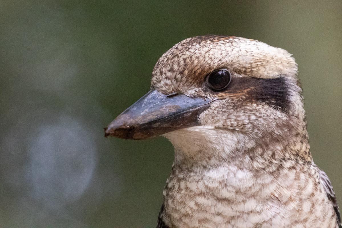 Laughing Kookaburra (Dacelo novaeguineae)