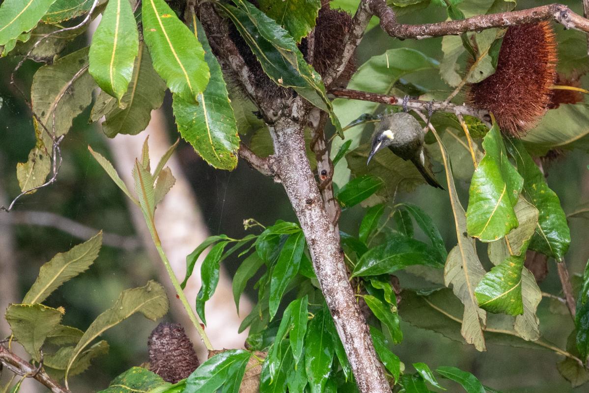 Lewin's honeyeater (Meliphaga lewinii)