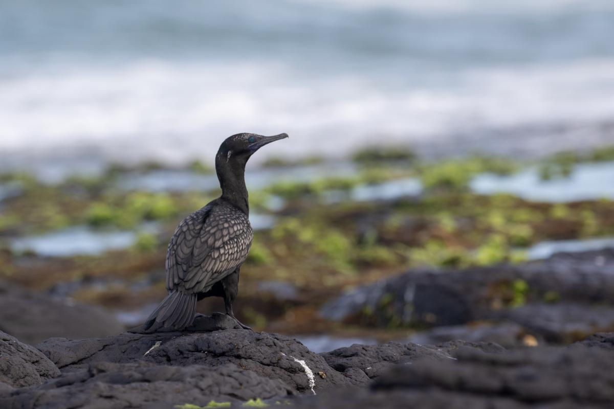 Little Black Cormorant (Phalacrocorax sulcirostris)