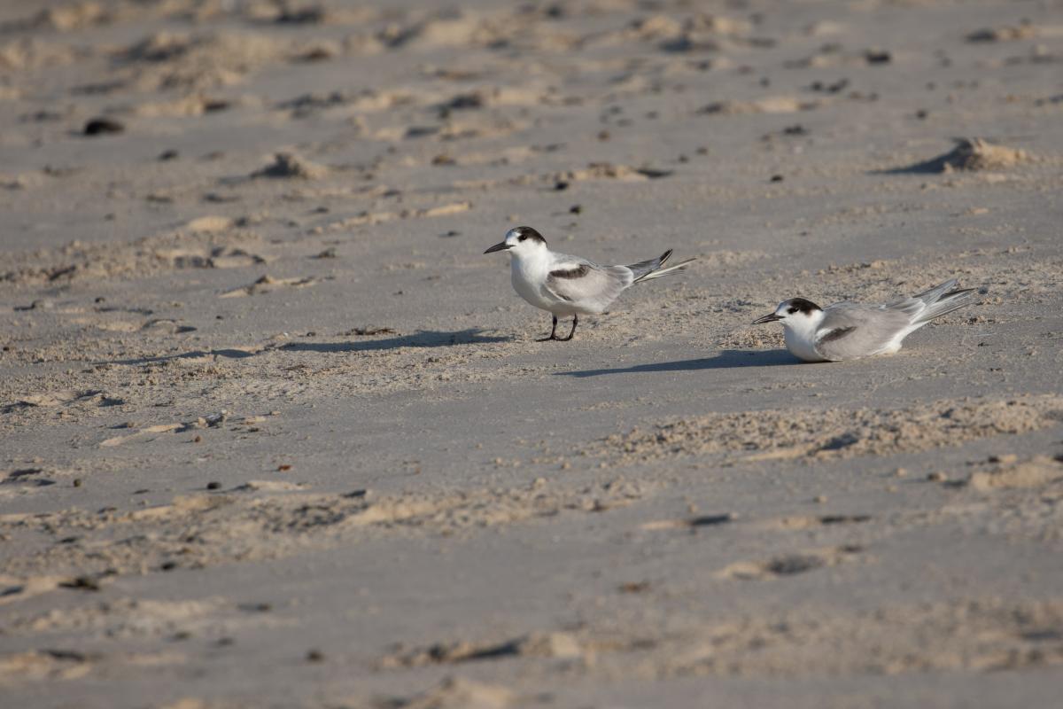 Little Tern (Sternula albifrons)