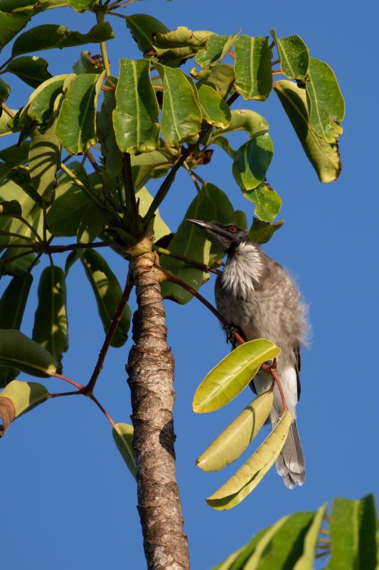 Noisy Friarbird (Philemon corniculatus)