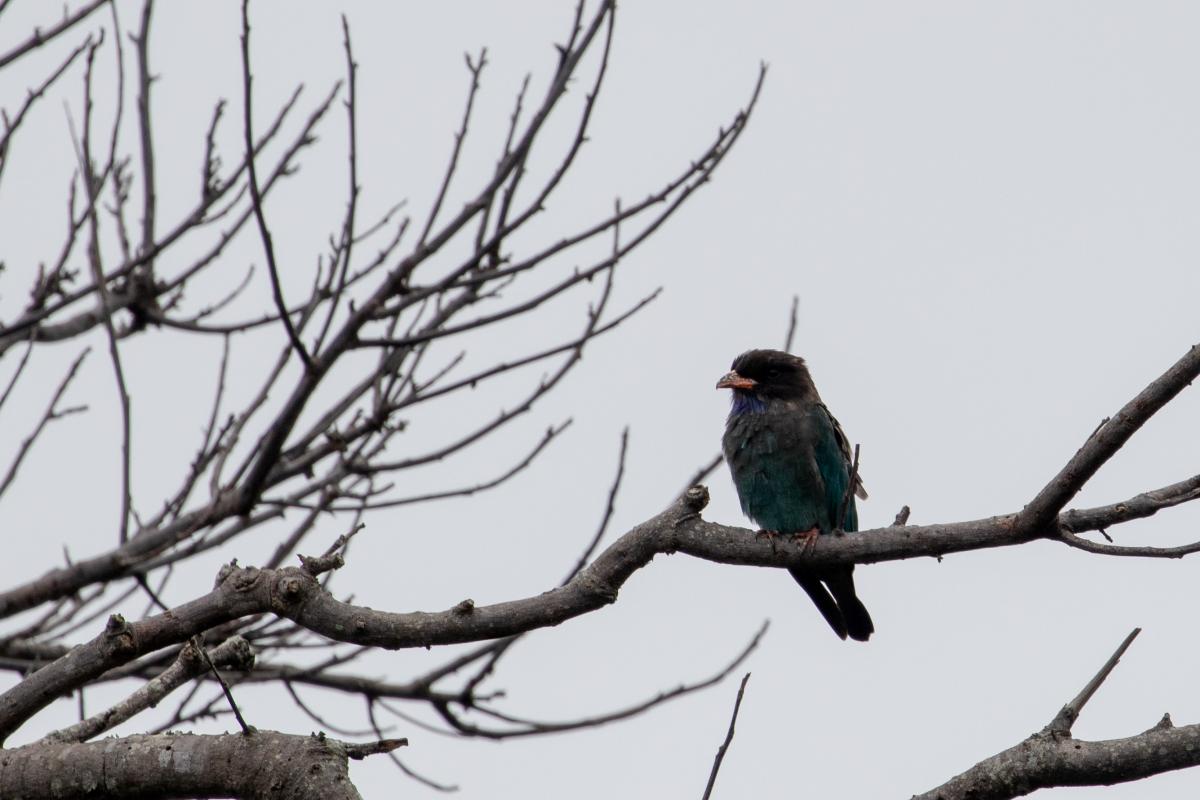 Oriental dollarbird (Eurystomus orientalis)