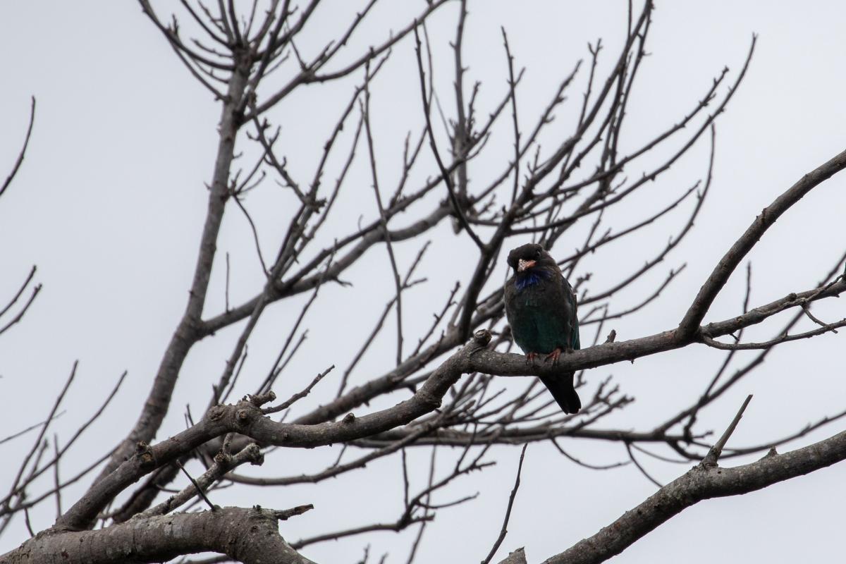 Oriental dollarbird (Eurystomus orientalis)