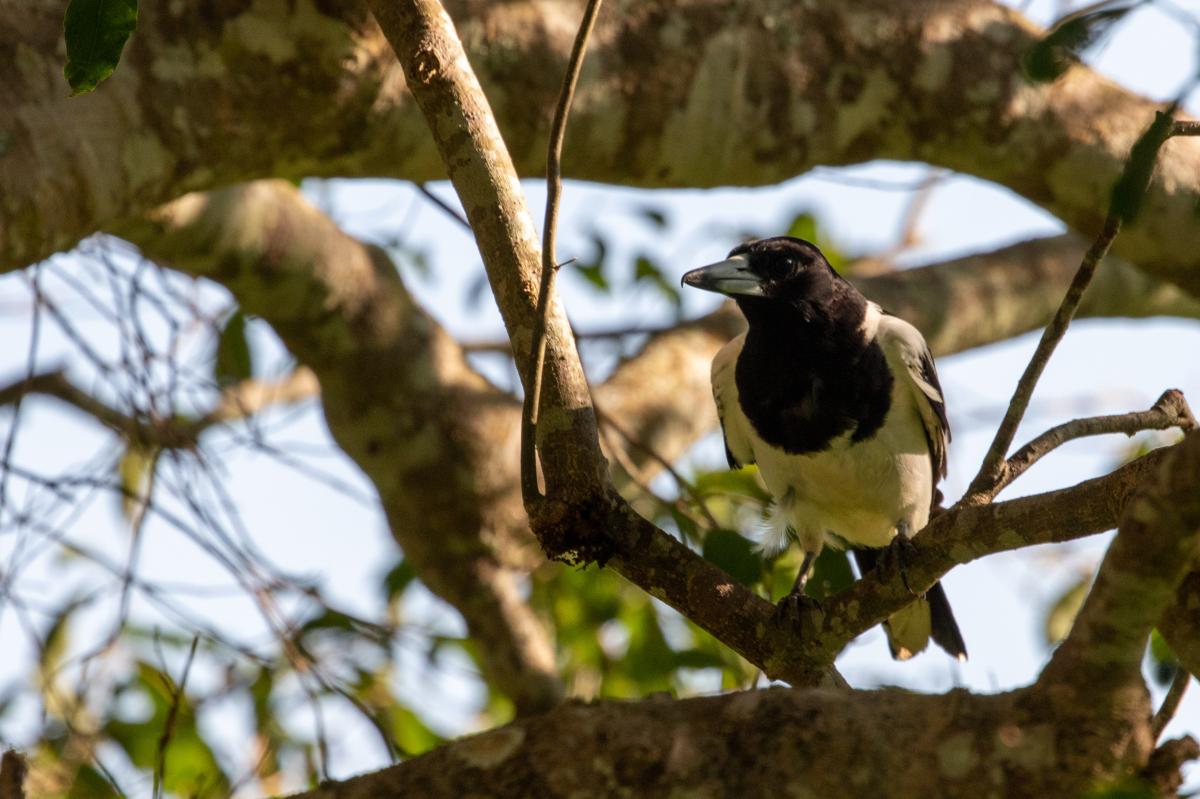 Pied butcherbird (Cracticus nigrogularis)