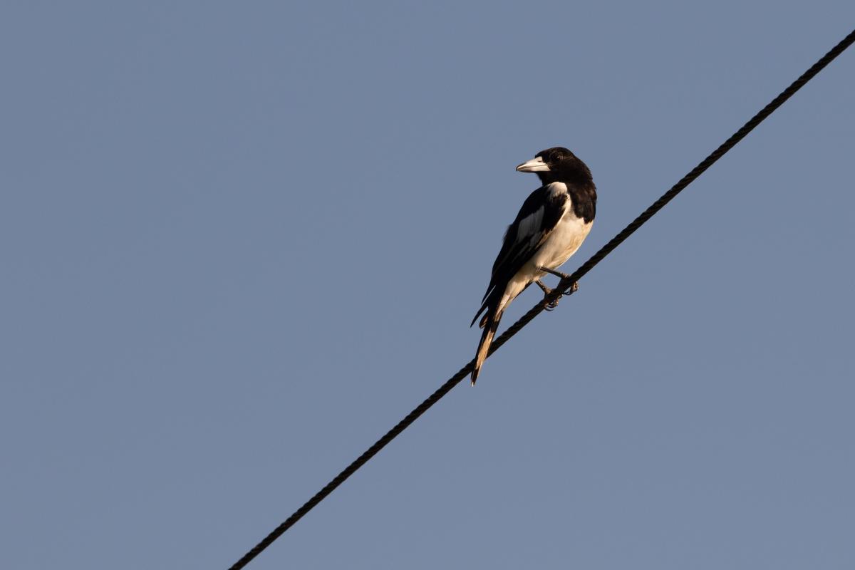 Pied butcherbird (Cracticus nigrogularis)