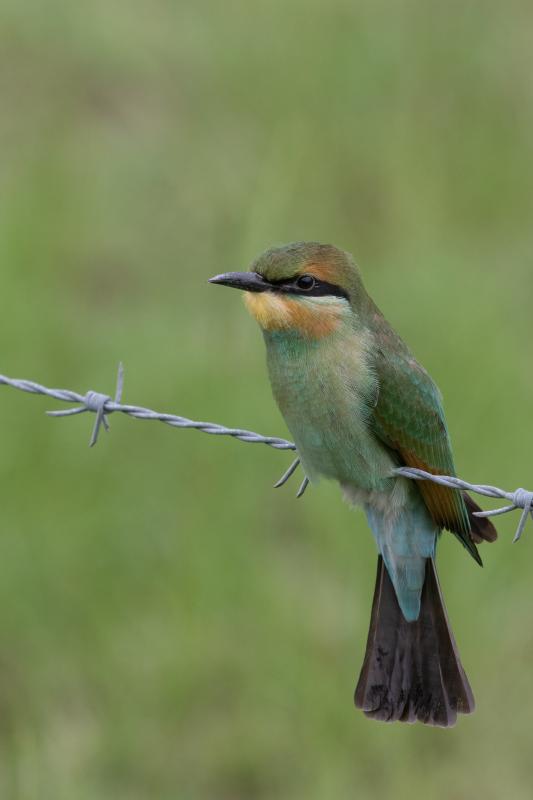 Rainbow bee-eater (Merops ornatus)