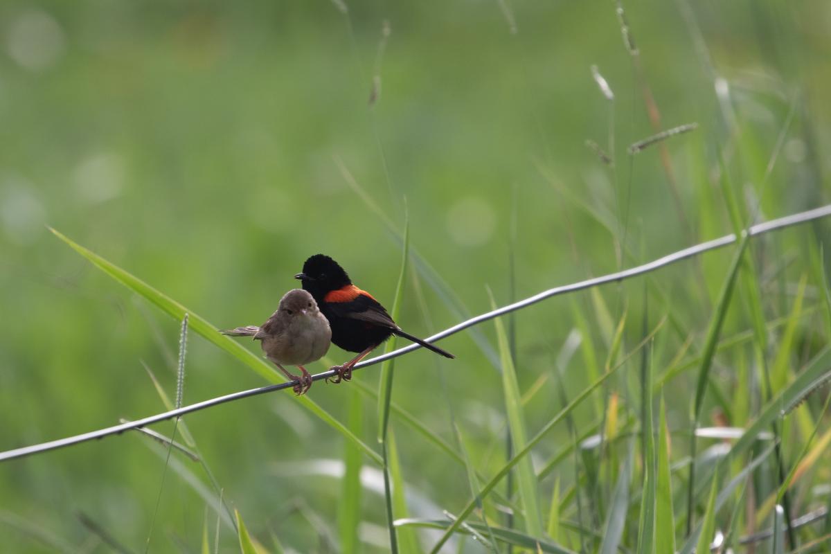 Red-backed fairywren (Malurus melanocephalus)