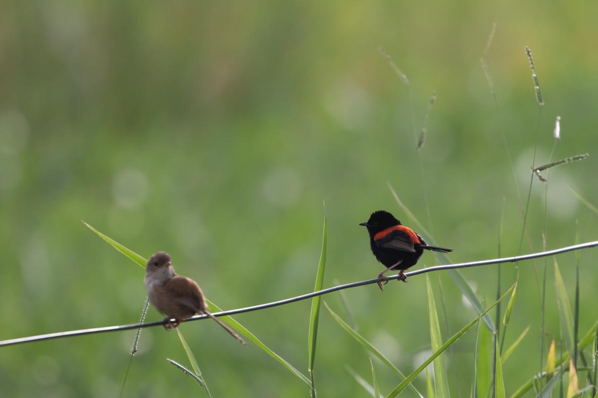 Red-backed fairywren (Malurus melanocephalus)