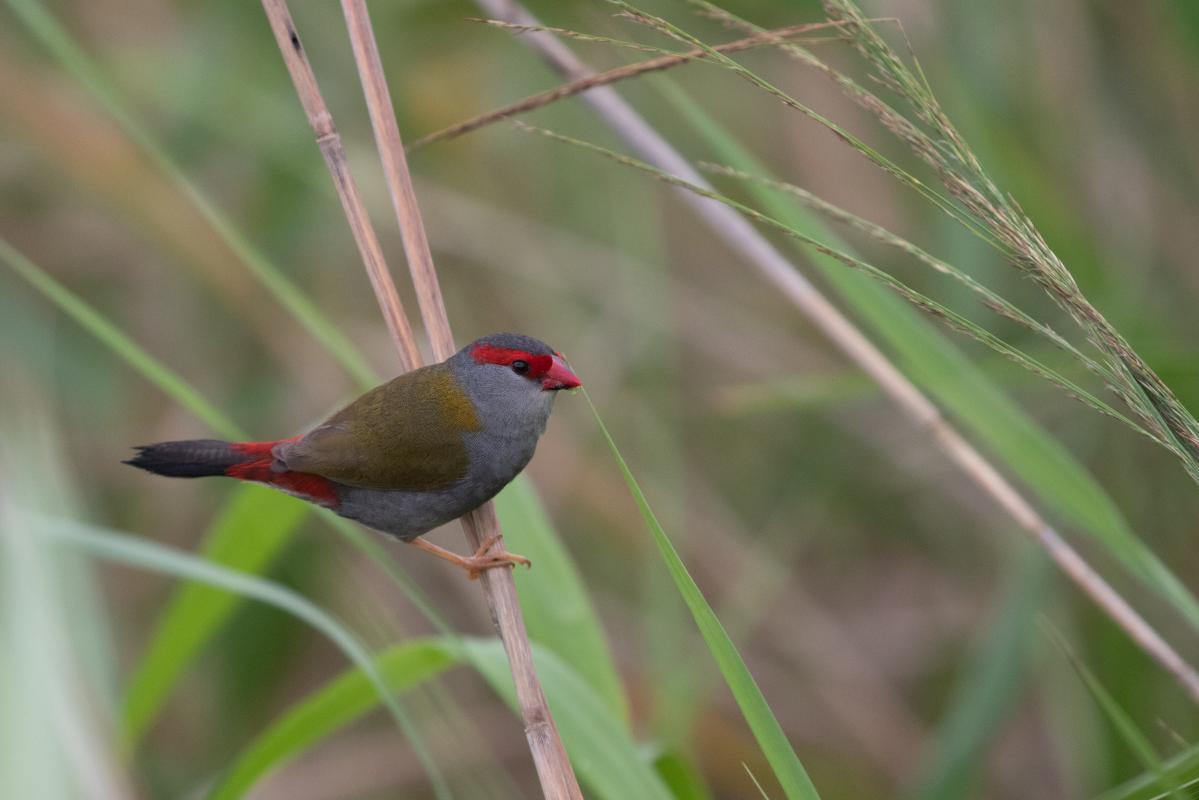 Red-browed Finch (Neochmia temporalis)