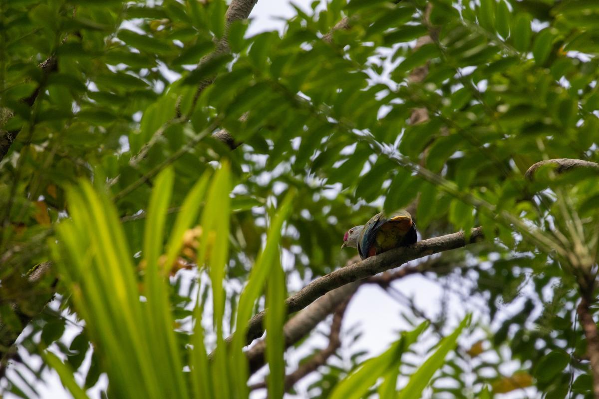 Rose-crowned fruit dove (Ptilinopus regina)