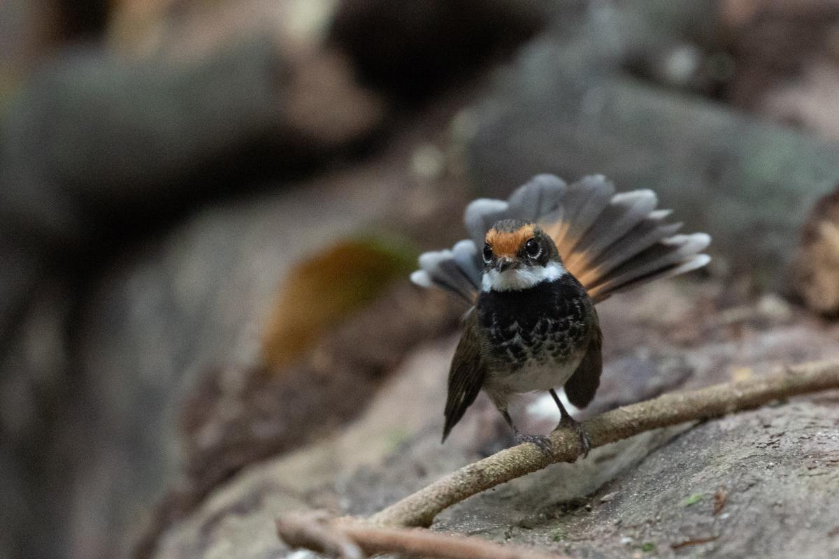 Rufous Fantail (Rhipidura rufifrons)