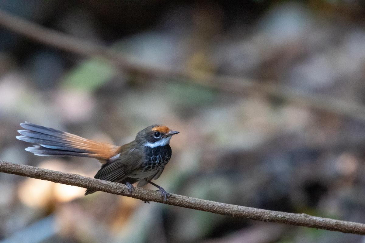 Rufous Fantail (Rhipidura rufifrons)