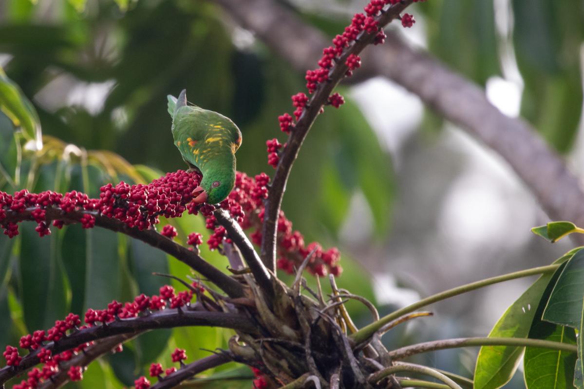 Scaly-breasted Lorikeet (Trichoglossus chlorolepidotus)