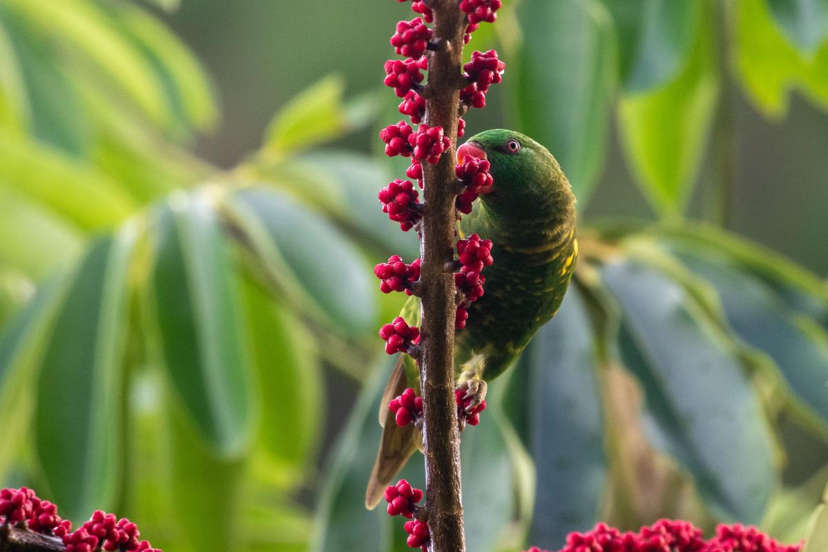 Scaly-breasted Lorikeet (Trichoglossus chlorolepidotus)