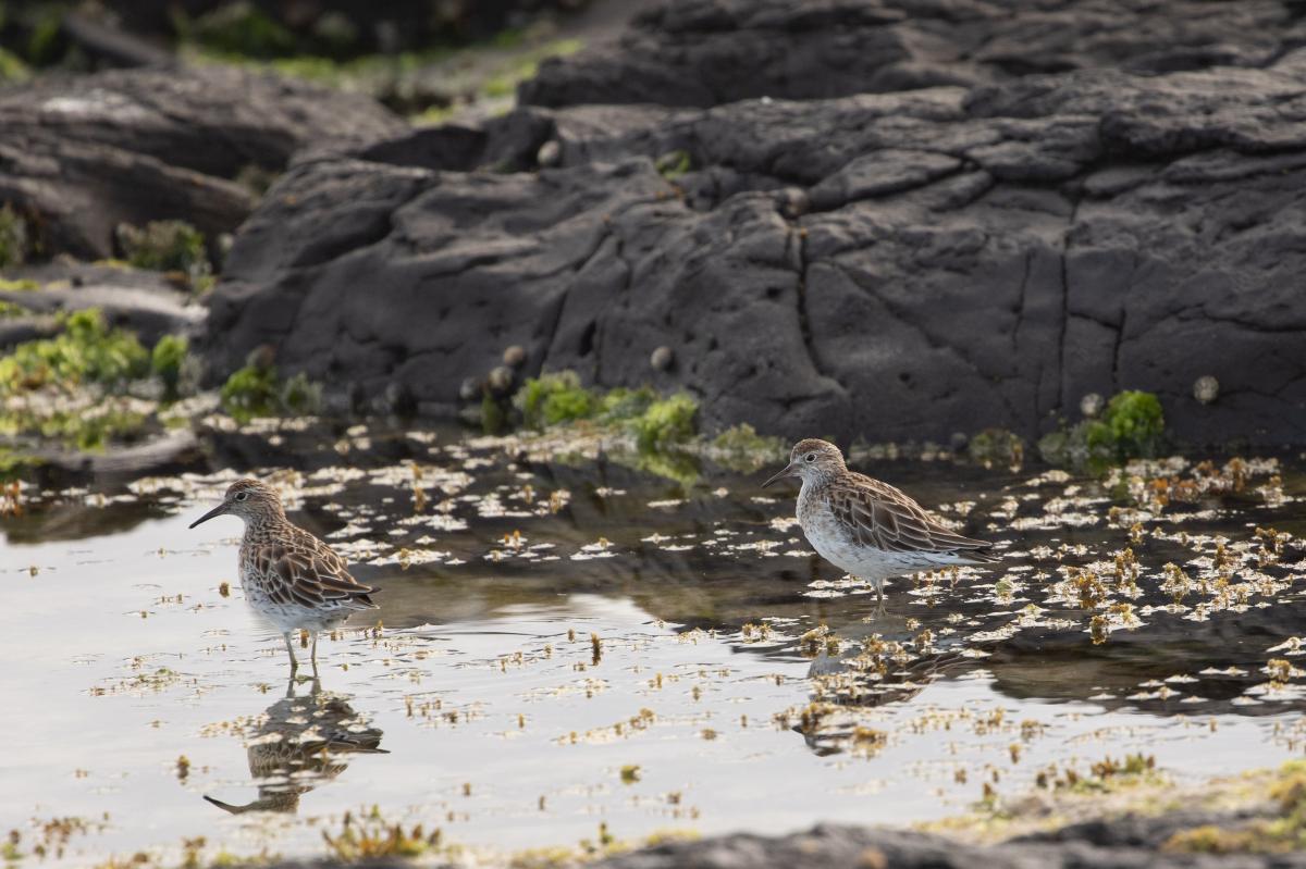 Sharp-tailed Sandpiper (Calidris acuminata)