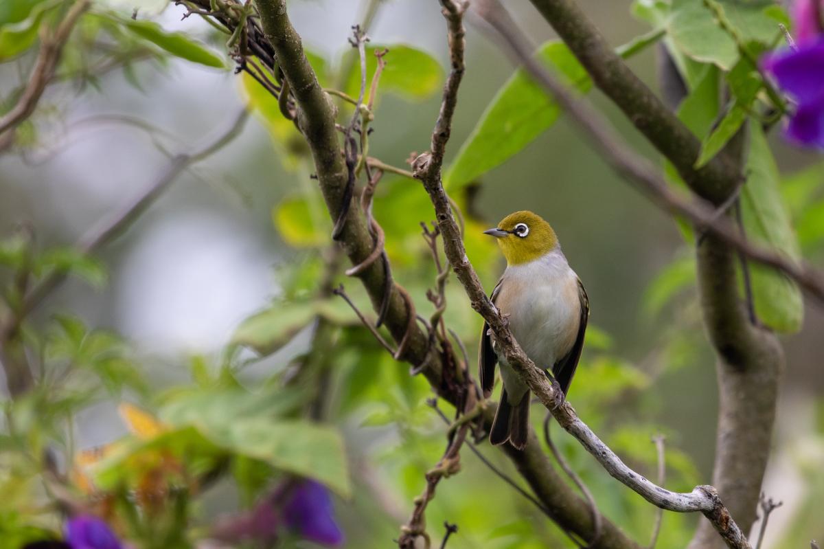 Silvereye (Zosterops lateralis)