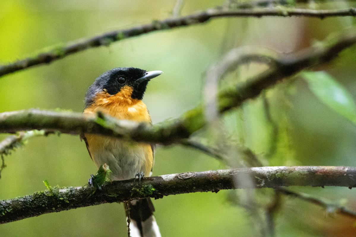 Spectacled monarch (Symposiachrus trivirgatus)