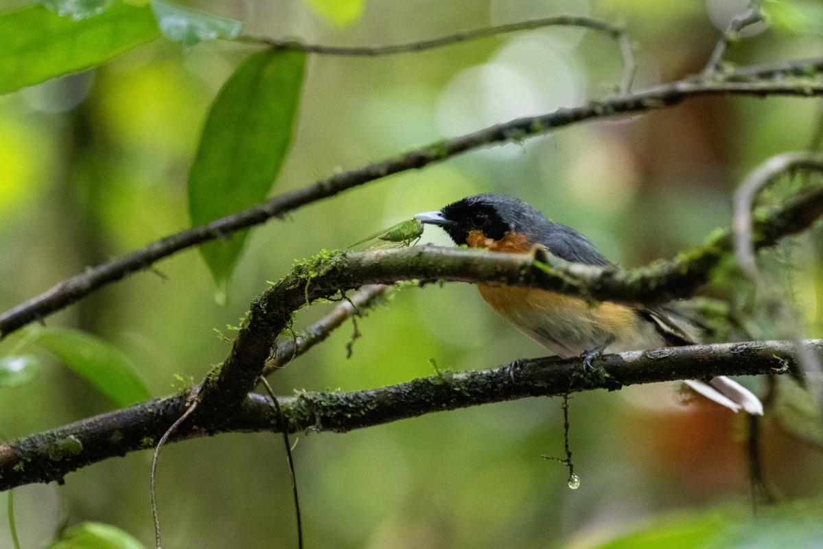 Spectacled monarch (Symposiachrus trivirgatus)