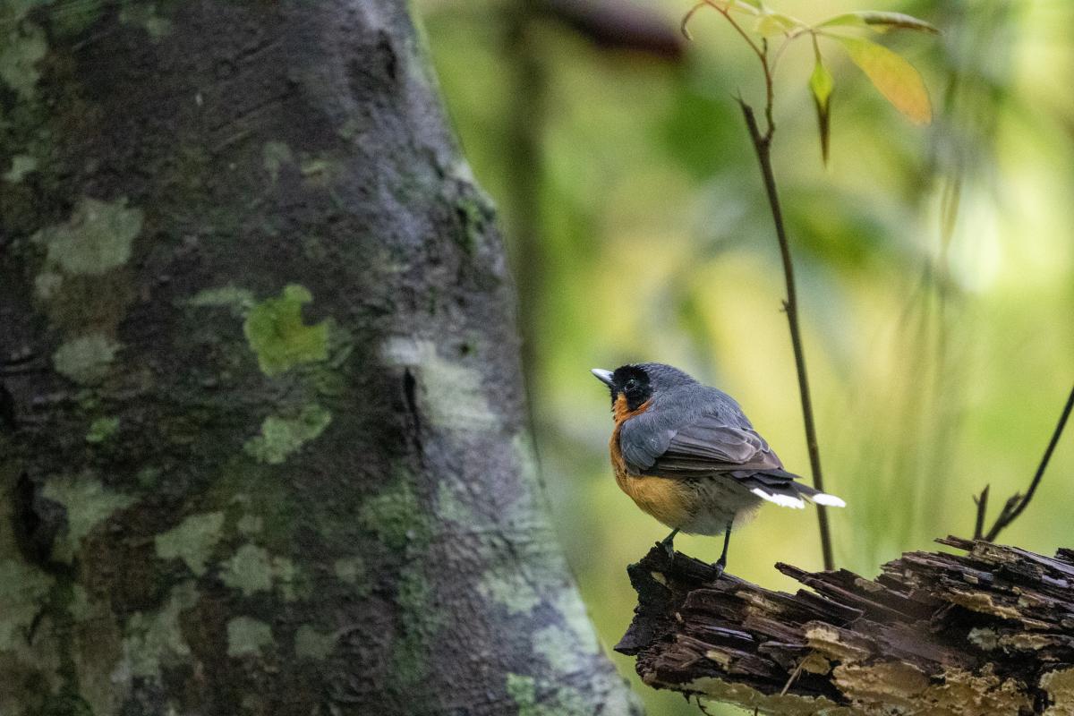 Spectacled monarch (Symposiachrus trivirgatus)