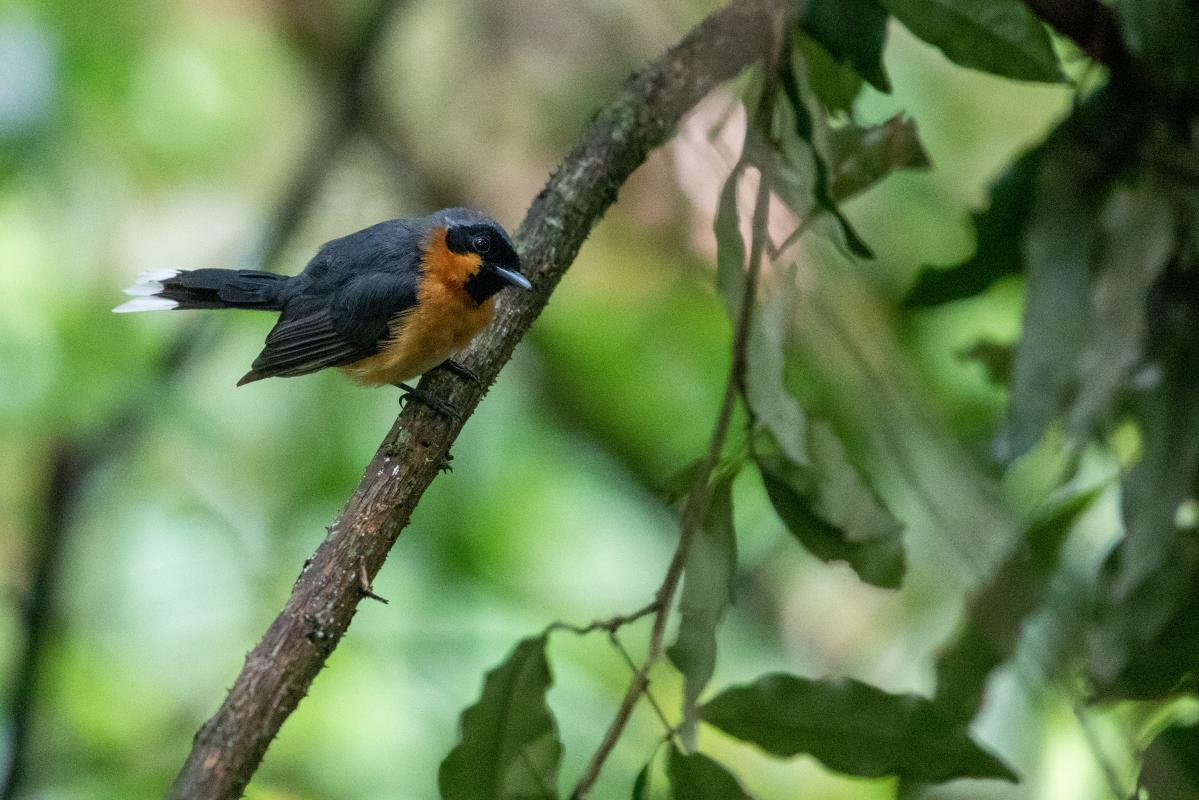 Spectacled monarch (Symposiachrus trivirgatus)