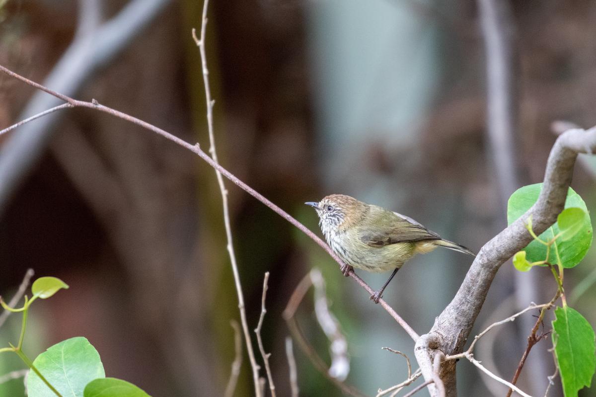 Striated thornbill (Acanthiza lineata)