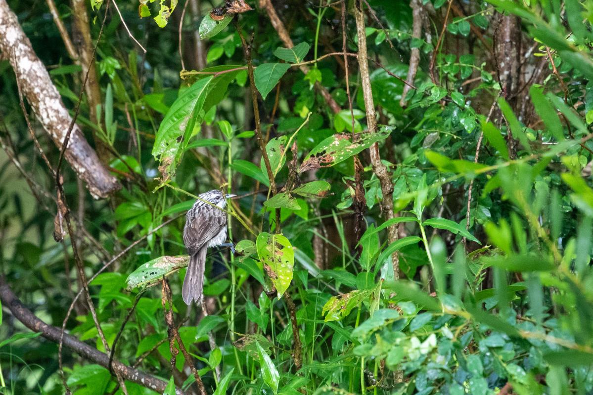 Striped honeyeater (Plectorhyncha lanceolata)