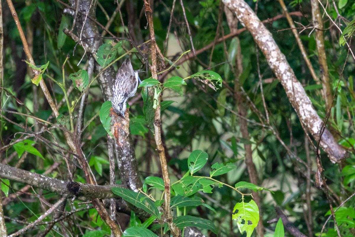 Striped honeyeater (Plectorhyncha lanceolata)