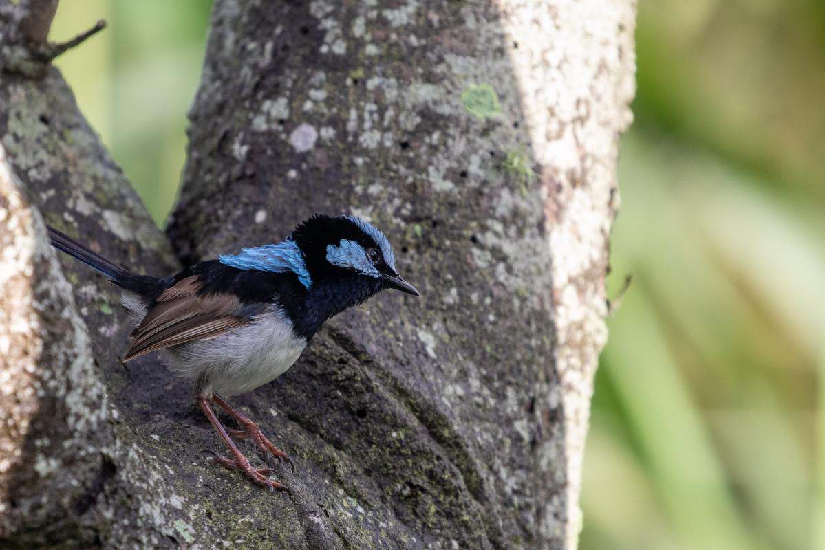 Superb Fairywren (Malurus cyaneus)