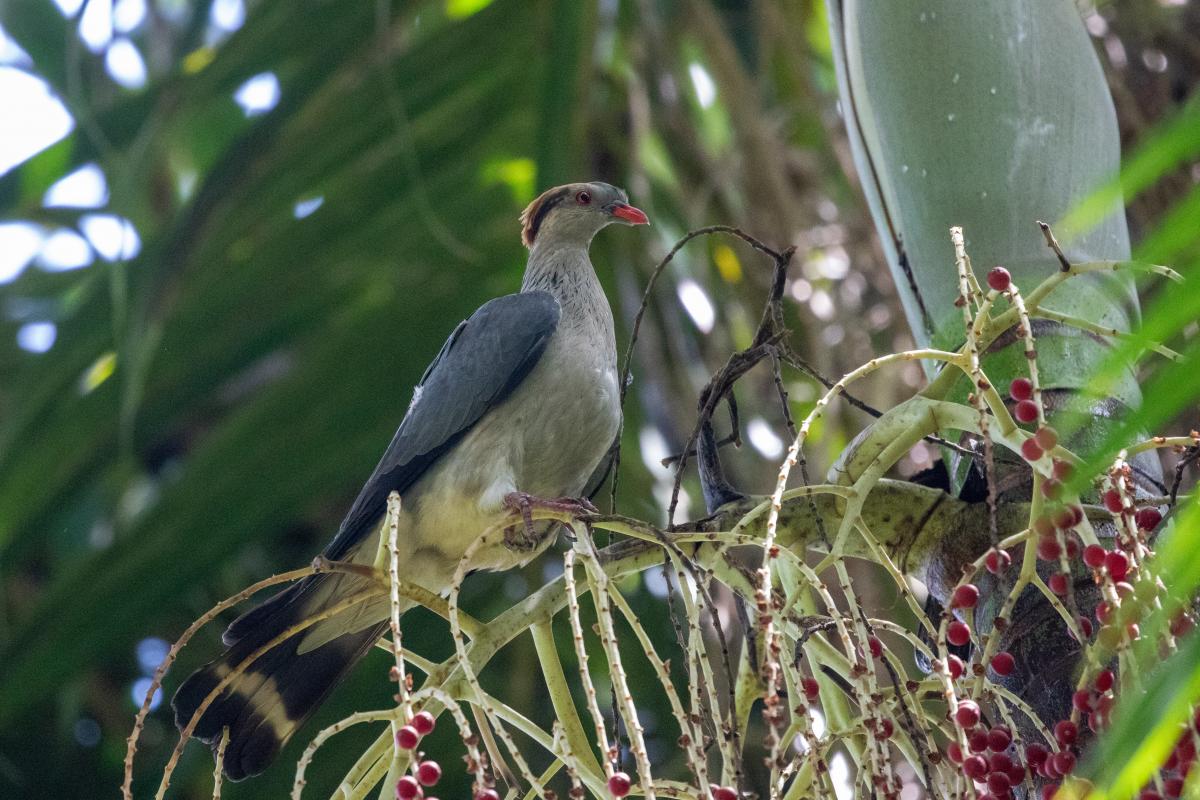 Topknot pigeon (Lopholaimus antarcticus)