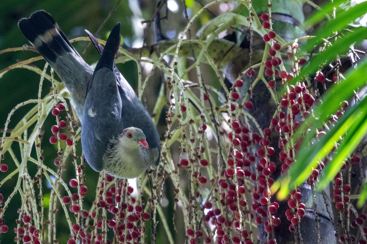 Topknot pigeon (Lopholaimus antarcticus)