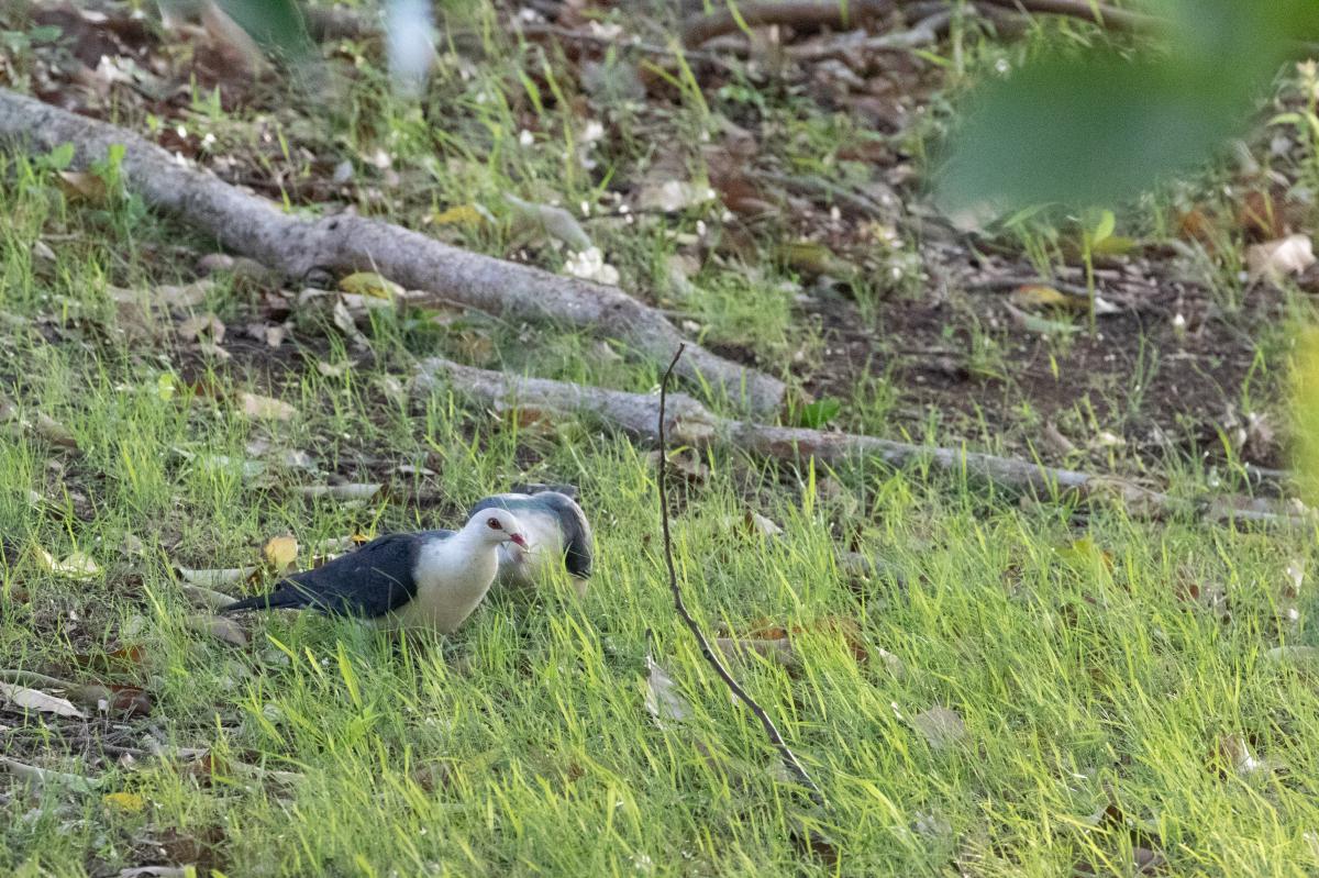 White-headed pigeon (Columba leucomela)