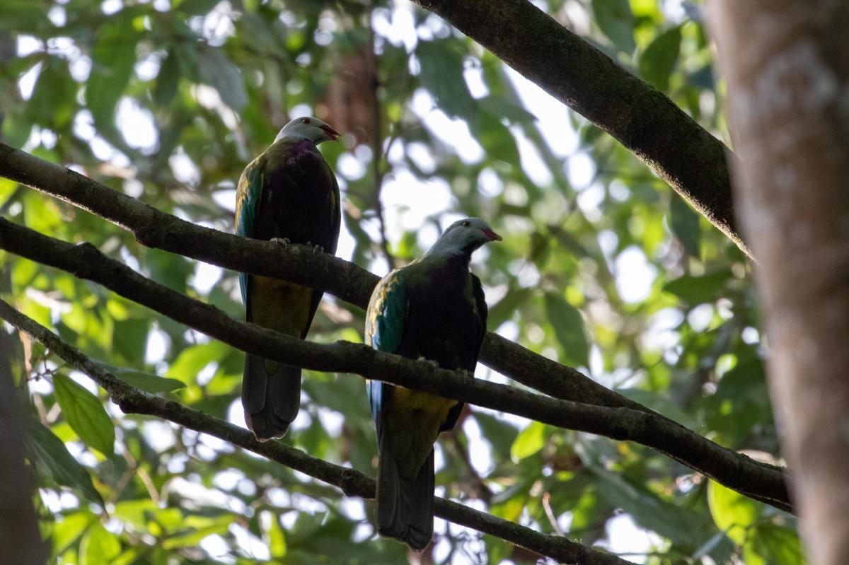 Wompoo fruit dove (Ptilinopus magnificus)