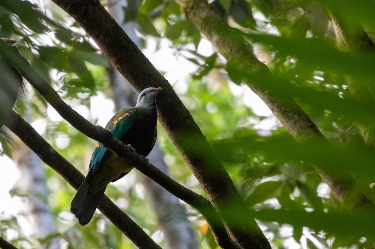 Wompoo fruit dove (Ptilinopus magnificus)